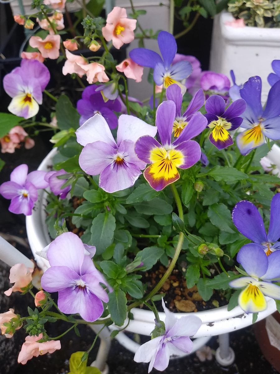 元気になろう✨💓黄色の花で寄せ植え😄