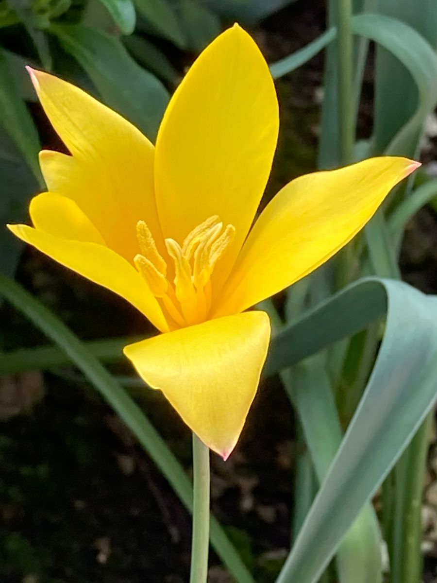 原種系🌷クリサンサ🎵