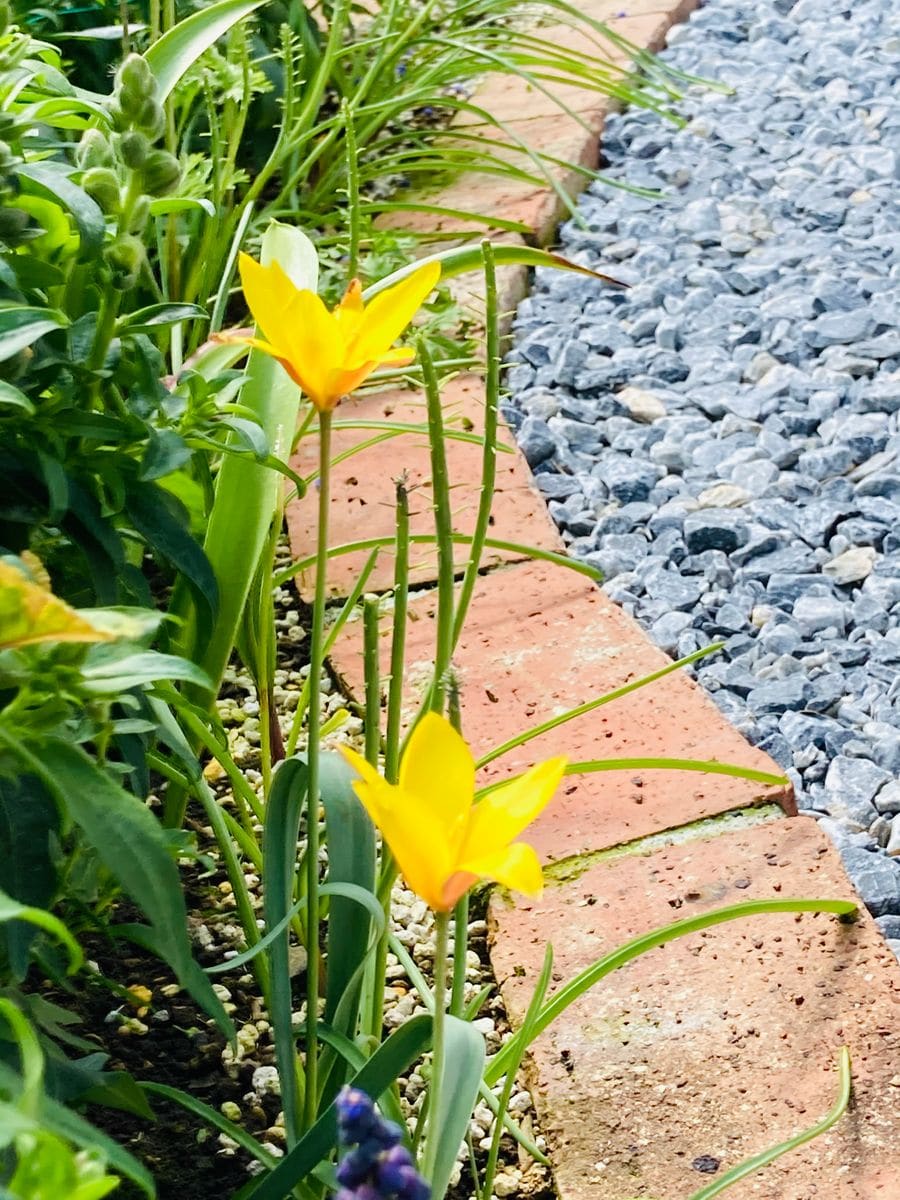 原種系🌷クリサンサ🎵