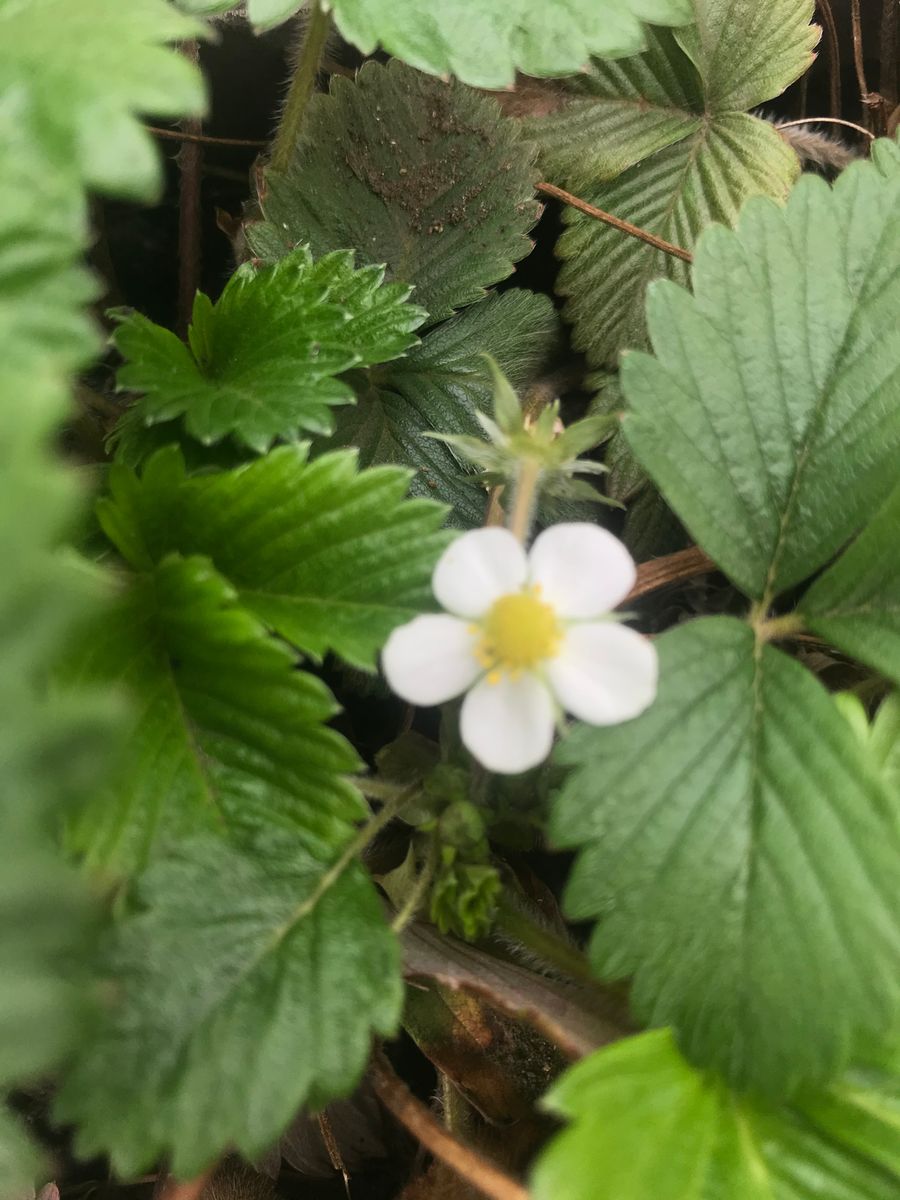 ワイルドストロベリーの花が咲きました