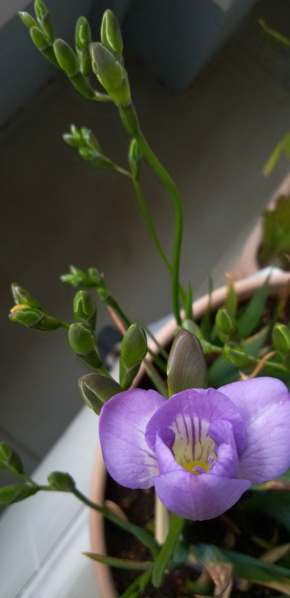 春の花ばな