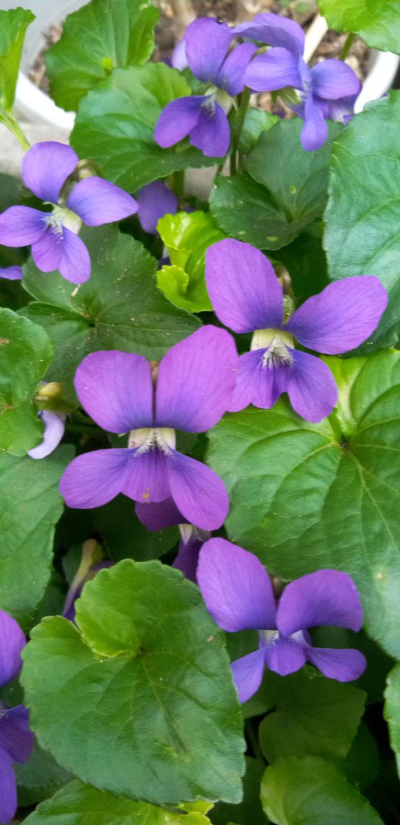 春の花ばな