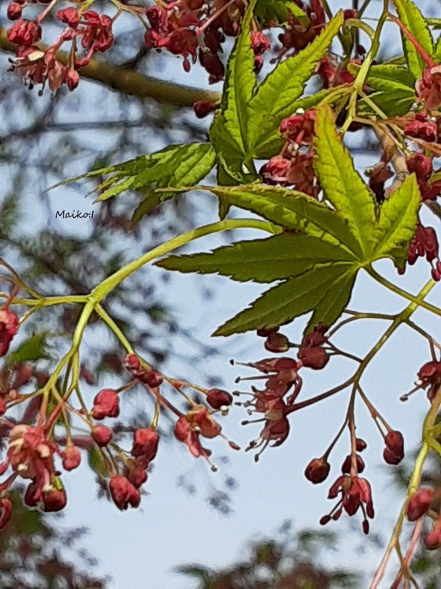 花盛り、でも、桜じゃなーい。