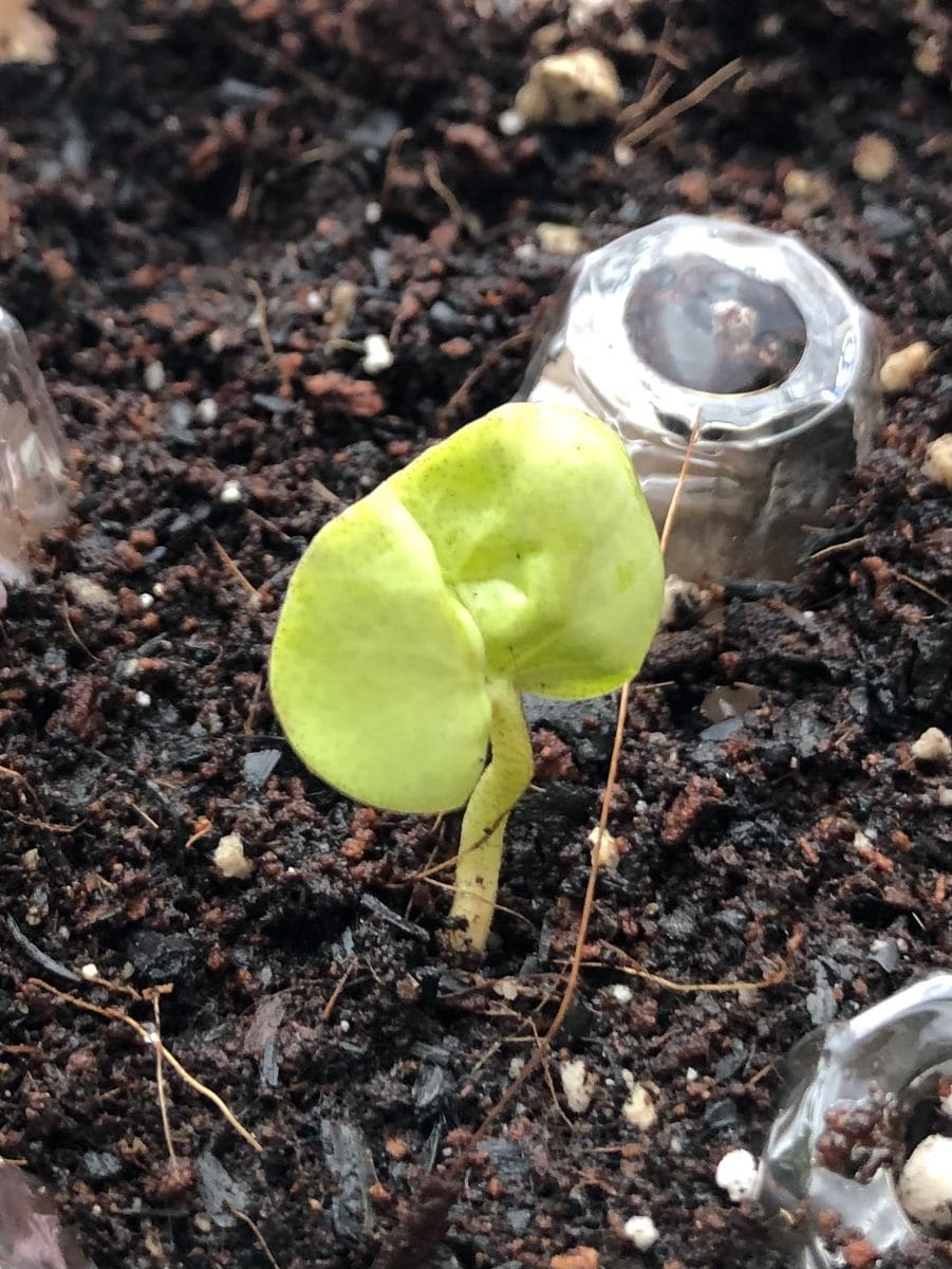 🌱綿が発芽しました❗️👏👏👏