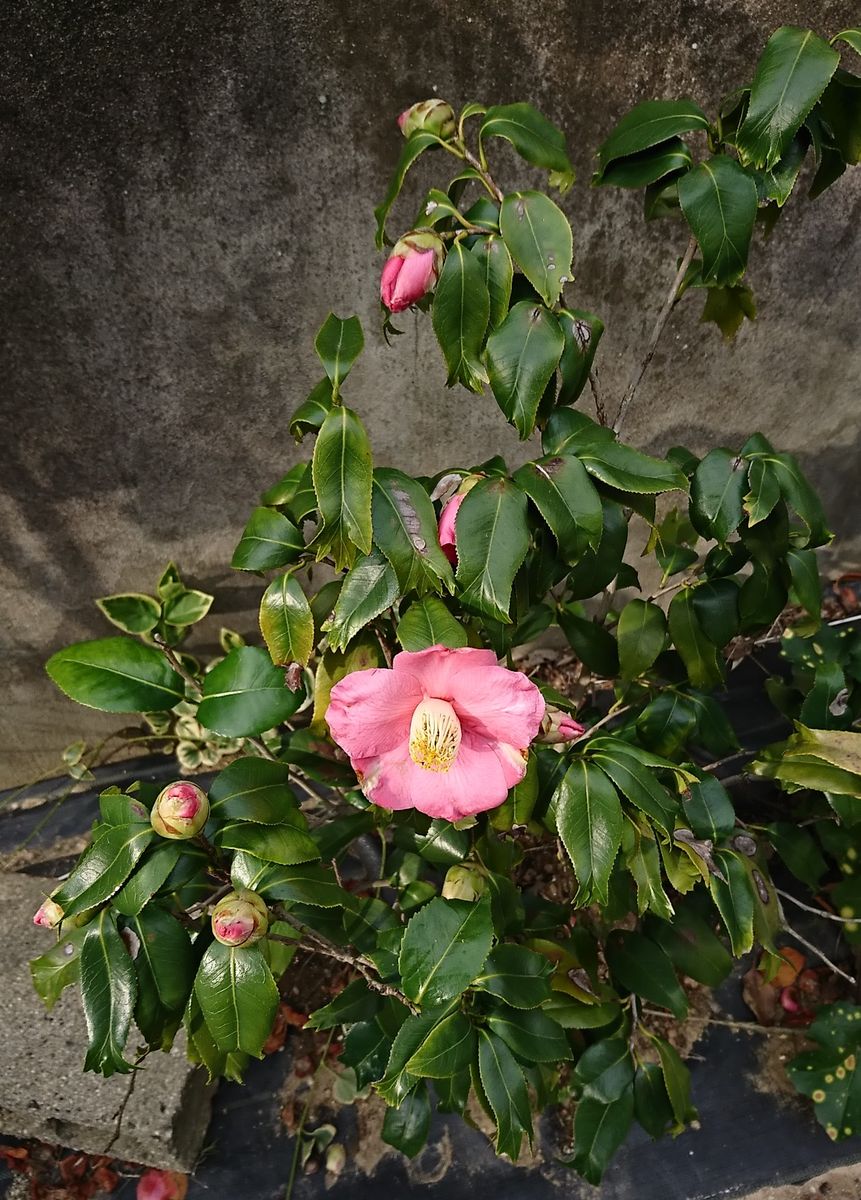 咲いた咲いた、芽も出た。