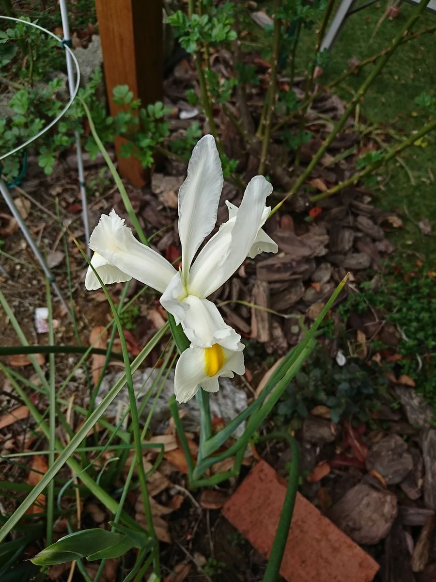 咲いた咲いた、芽も出た。