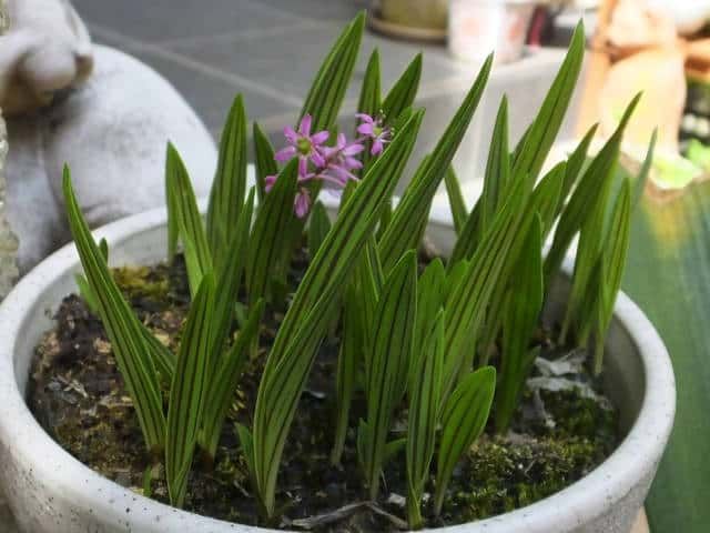 我が家の山野草