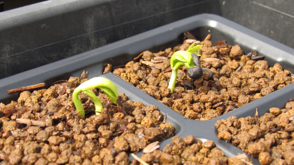 実生🌱発芽第一号🌱フウセンカズラ