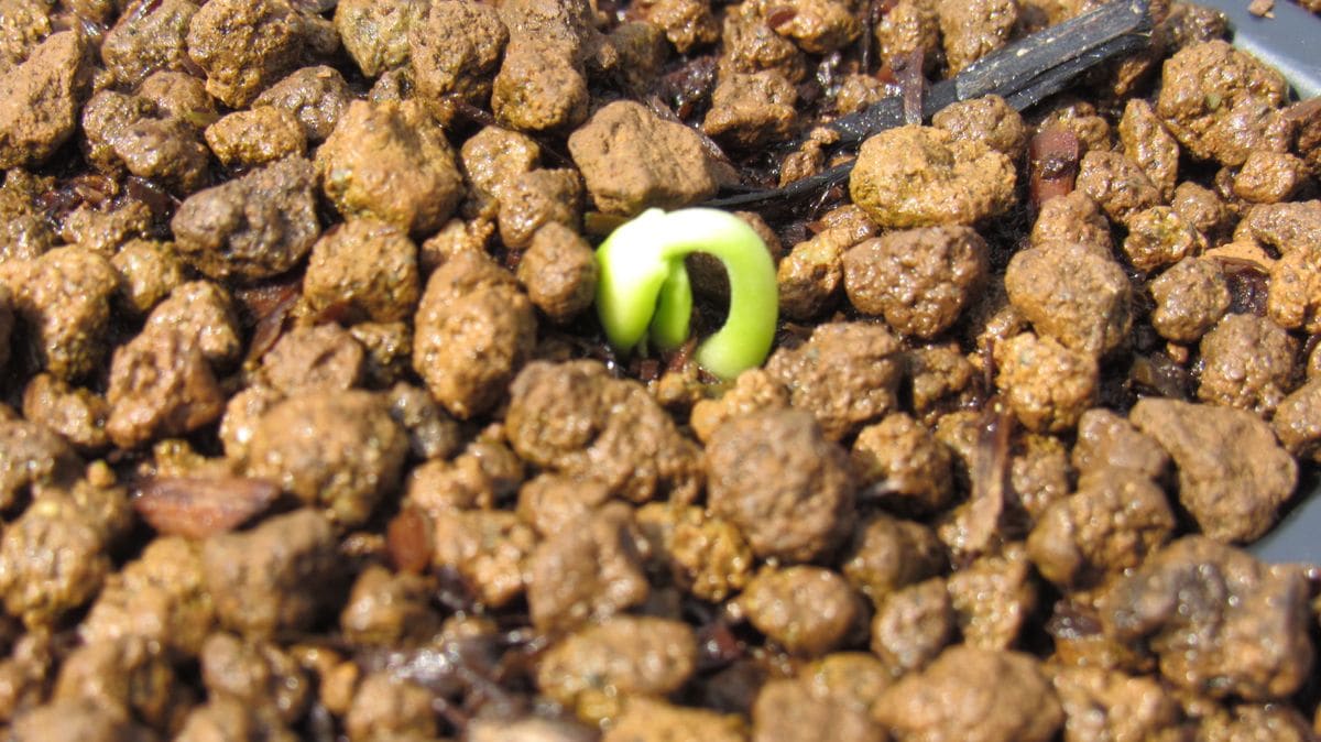 実生🌱発芽第一号🌱フウセンカズラ