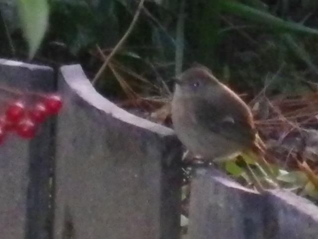 偶然（キタきたと鳴く）