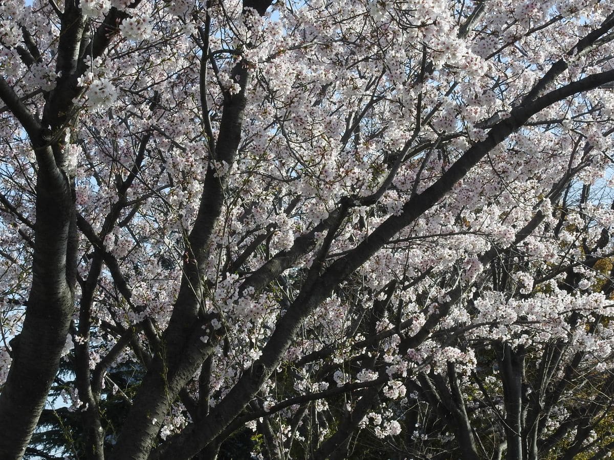 公園の桜