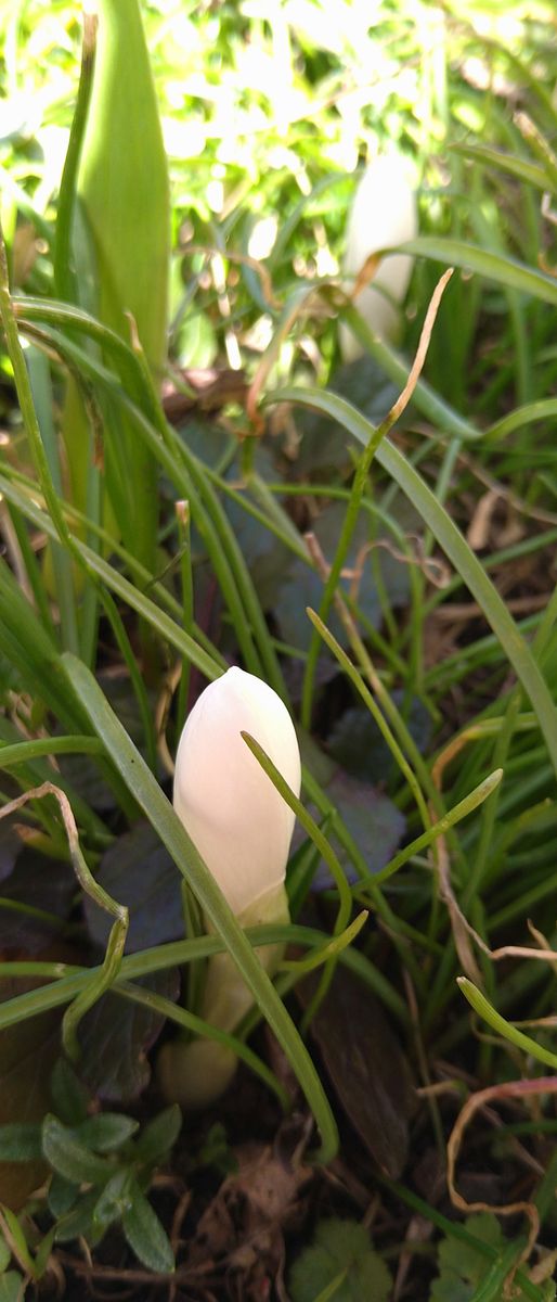 お花が笑った!