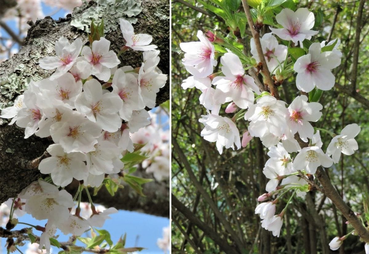 自宅前公園🌸満開桜🌸🌸