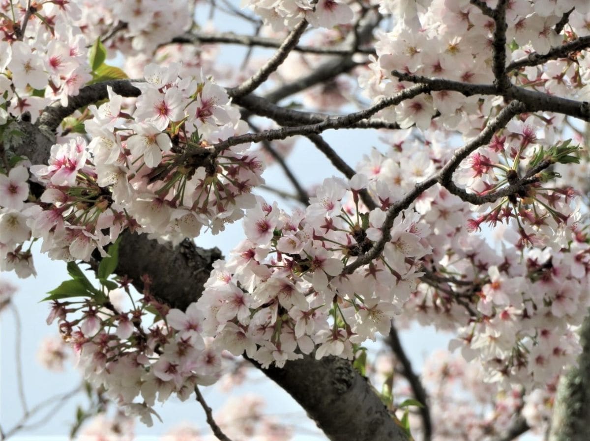 自宅前公園🌸満開桜🌸🌸