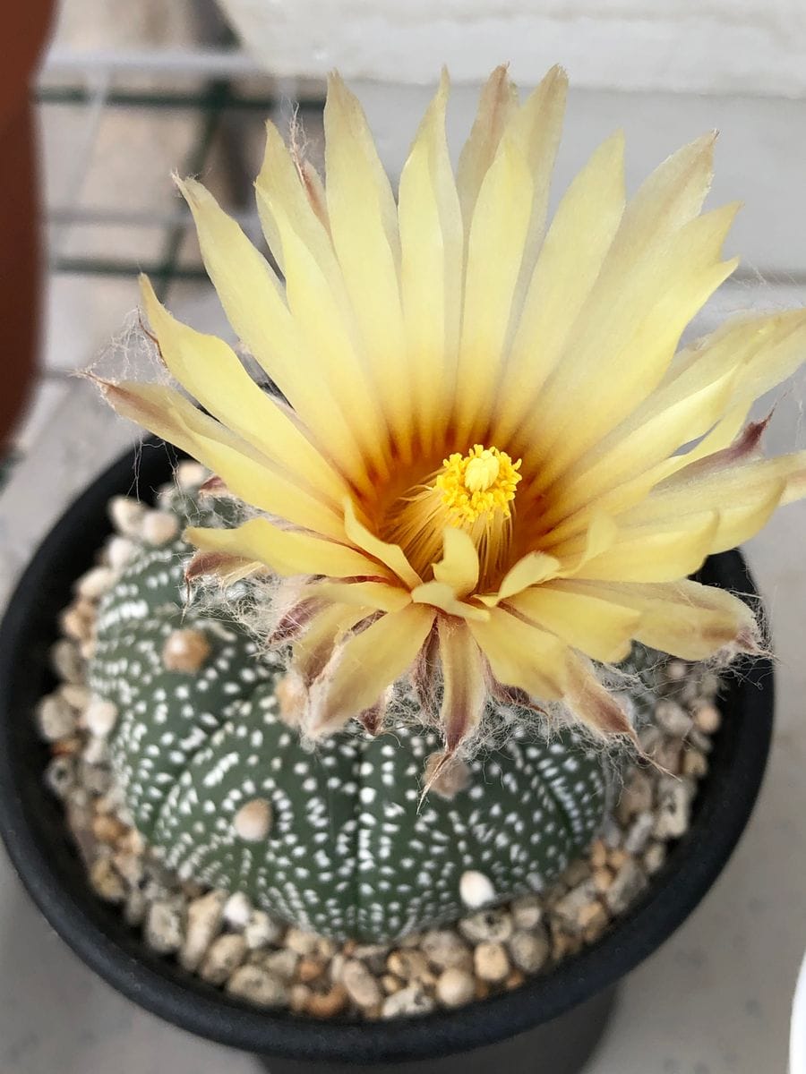 咲いていました😆💕🌵(3/30)