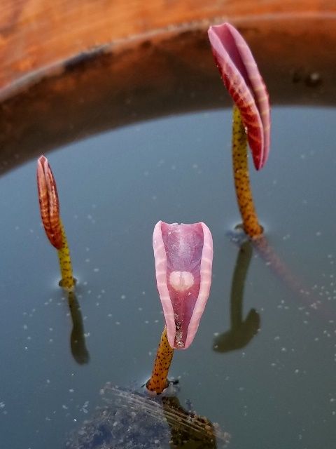 芽吹き