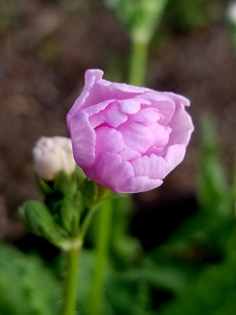 今朝の日本桜草②