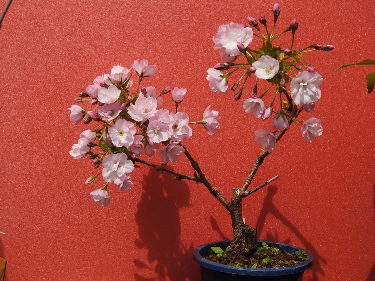 こっとの庭（花木）