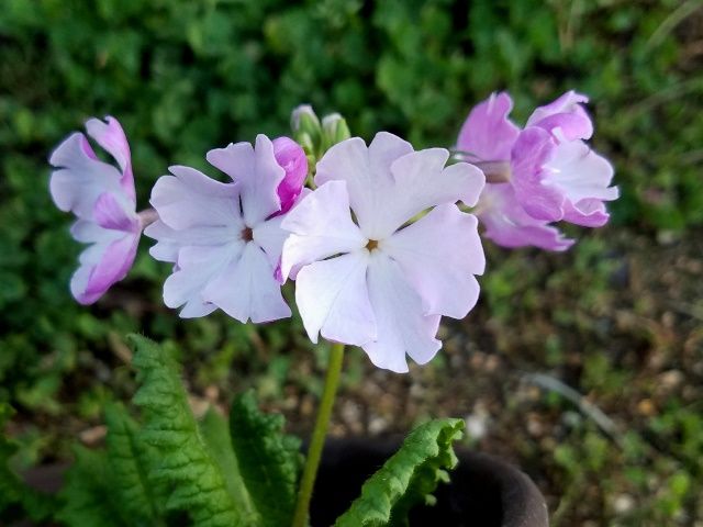 今朝の日本桜草②