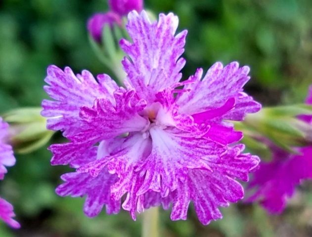 今朝の日本桜草②