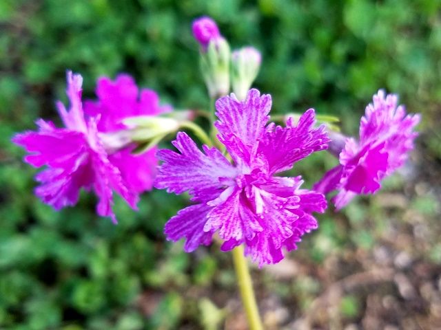 今朝の日本桜草②