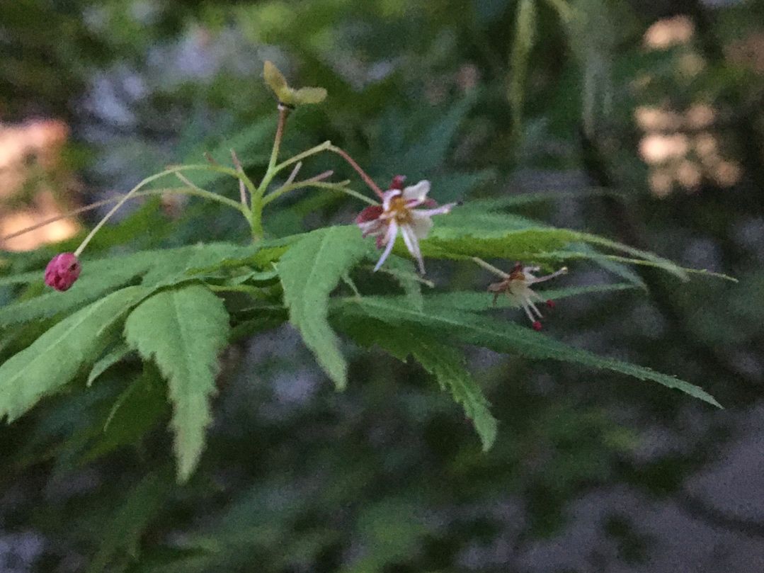 もみじの花