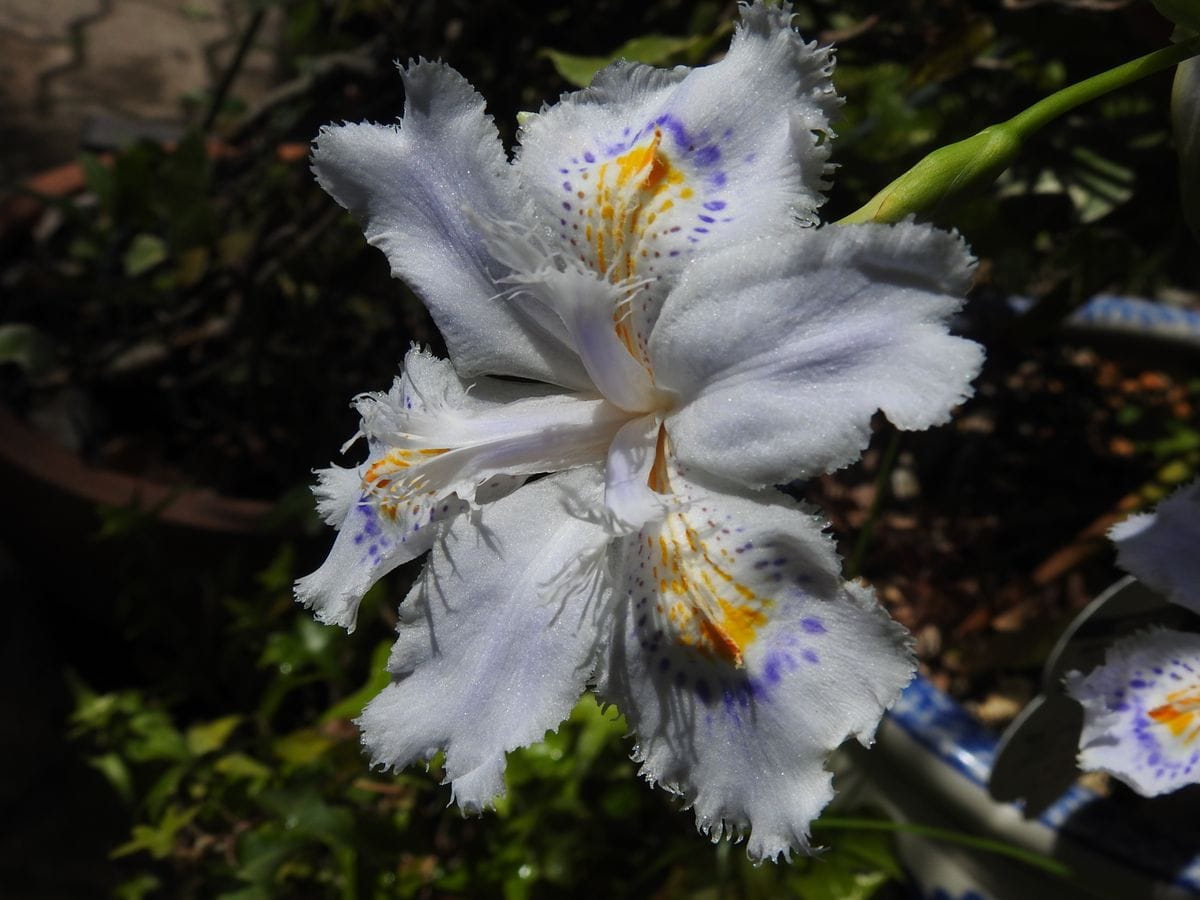 こっとの庭（3月の花）