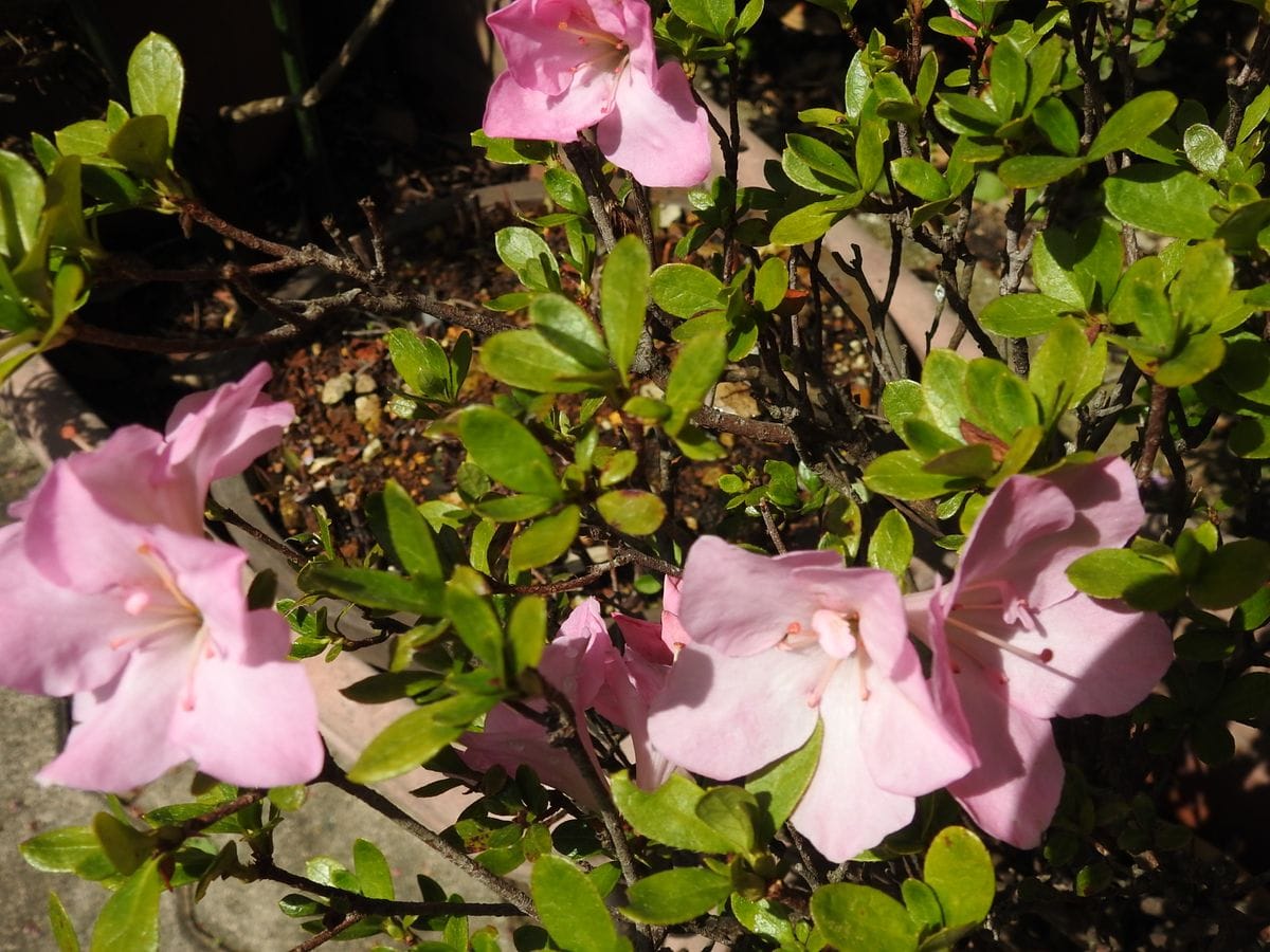 こっとの庭（3月の花）