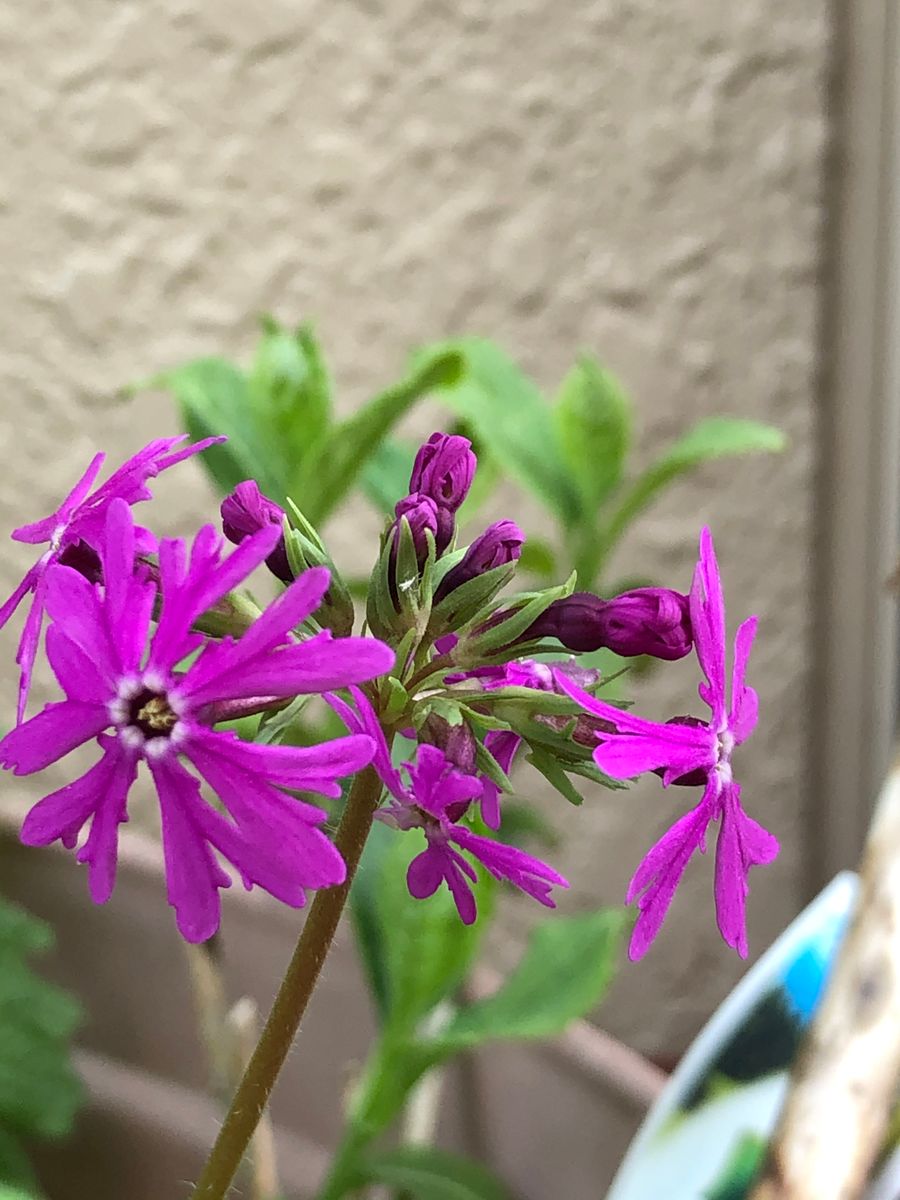 新しい日本桜草が咲きました。