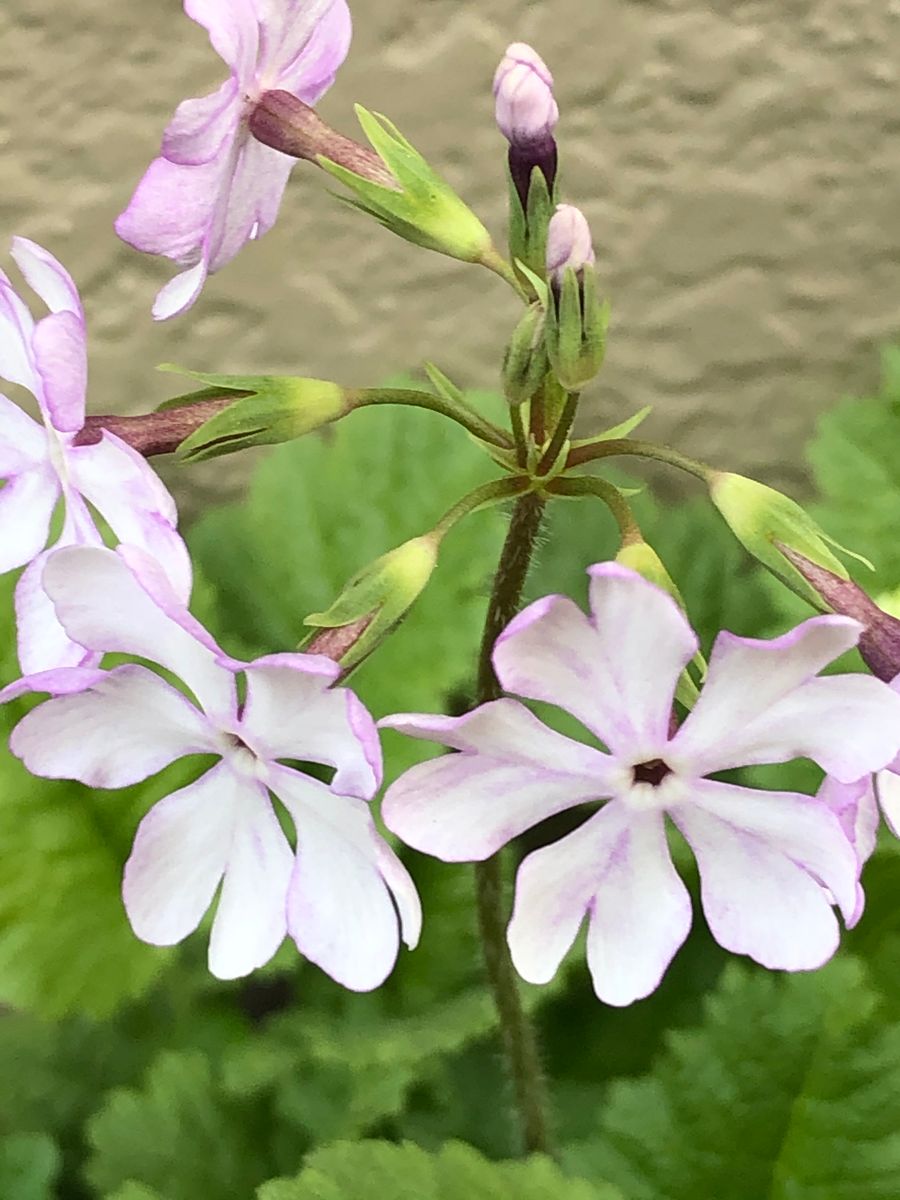 新しい日本桜草が咲きました。