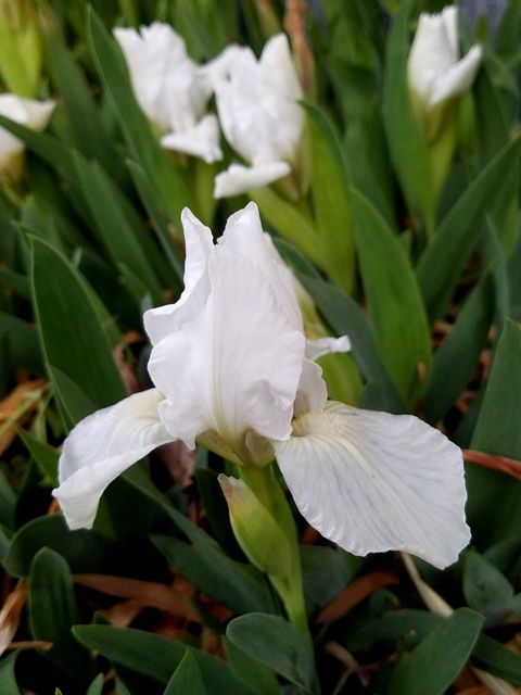 白花南京アヤメ