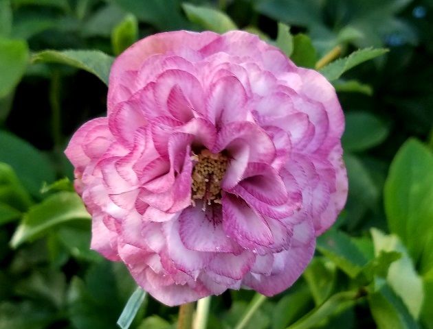 モコモコの実生初花