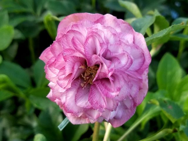 モコモコの実生初花