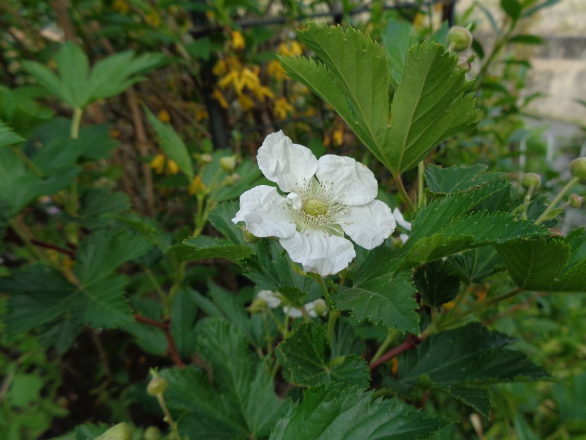 庭の白いお花たち