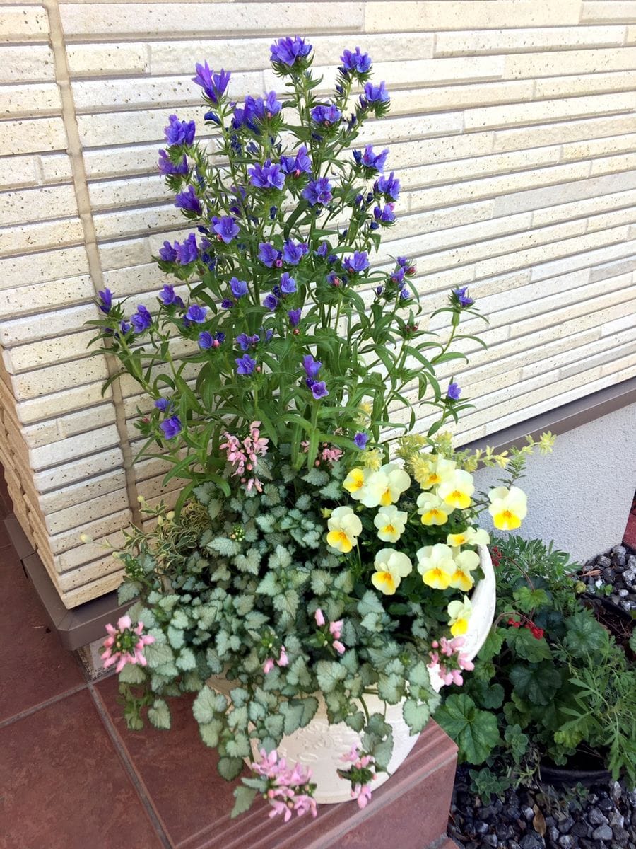 咲き進むお花たち