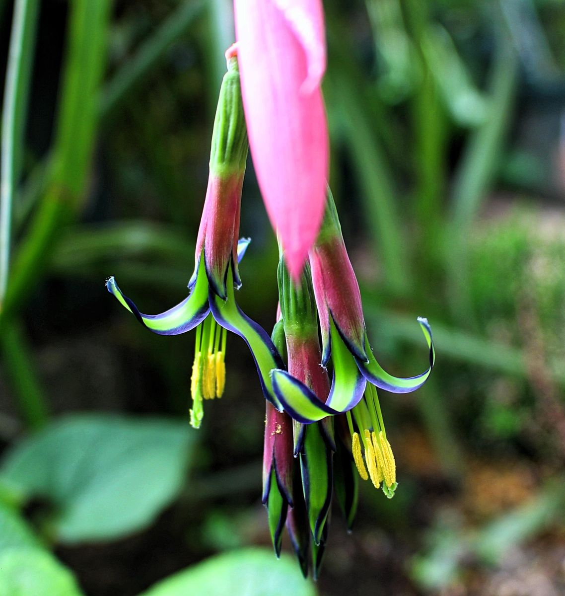 開花しました