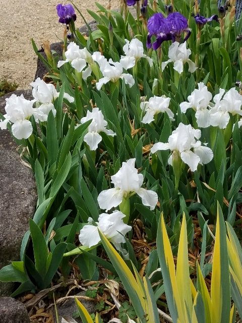 白花南京アヤメ