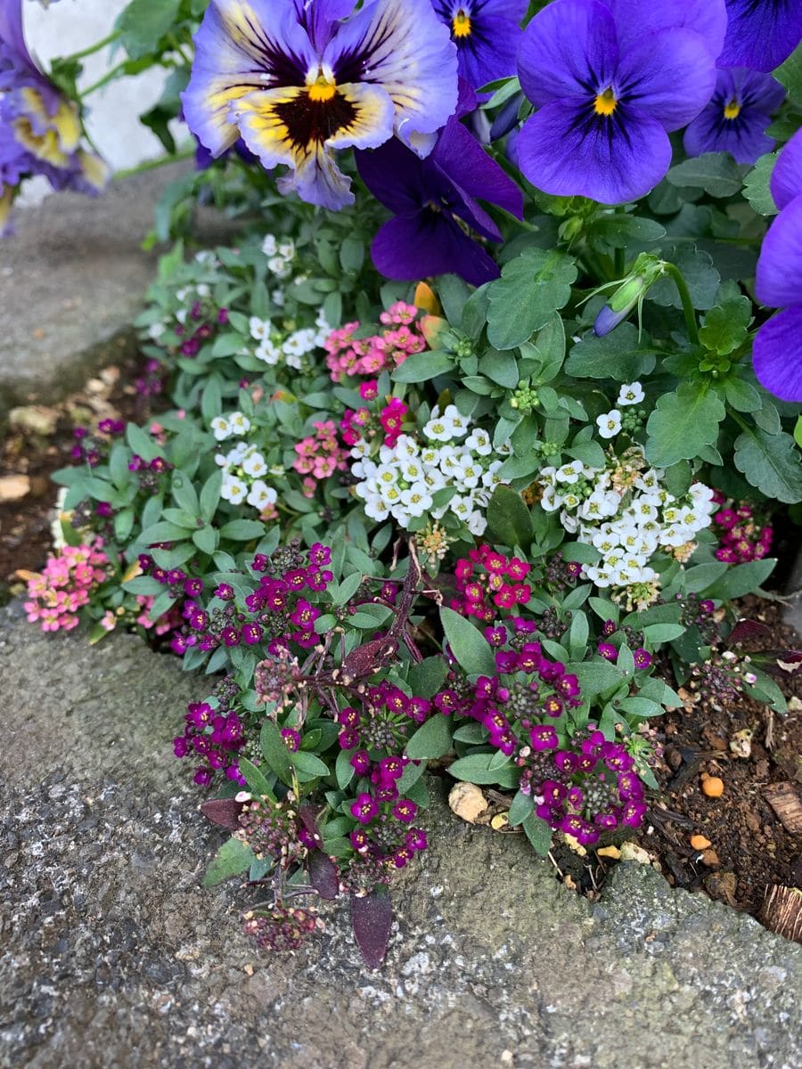 ミニ花壇とチューリップ