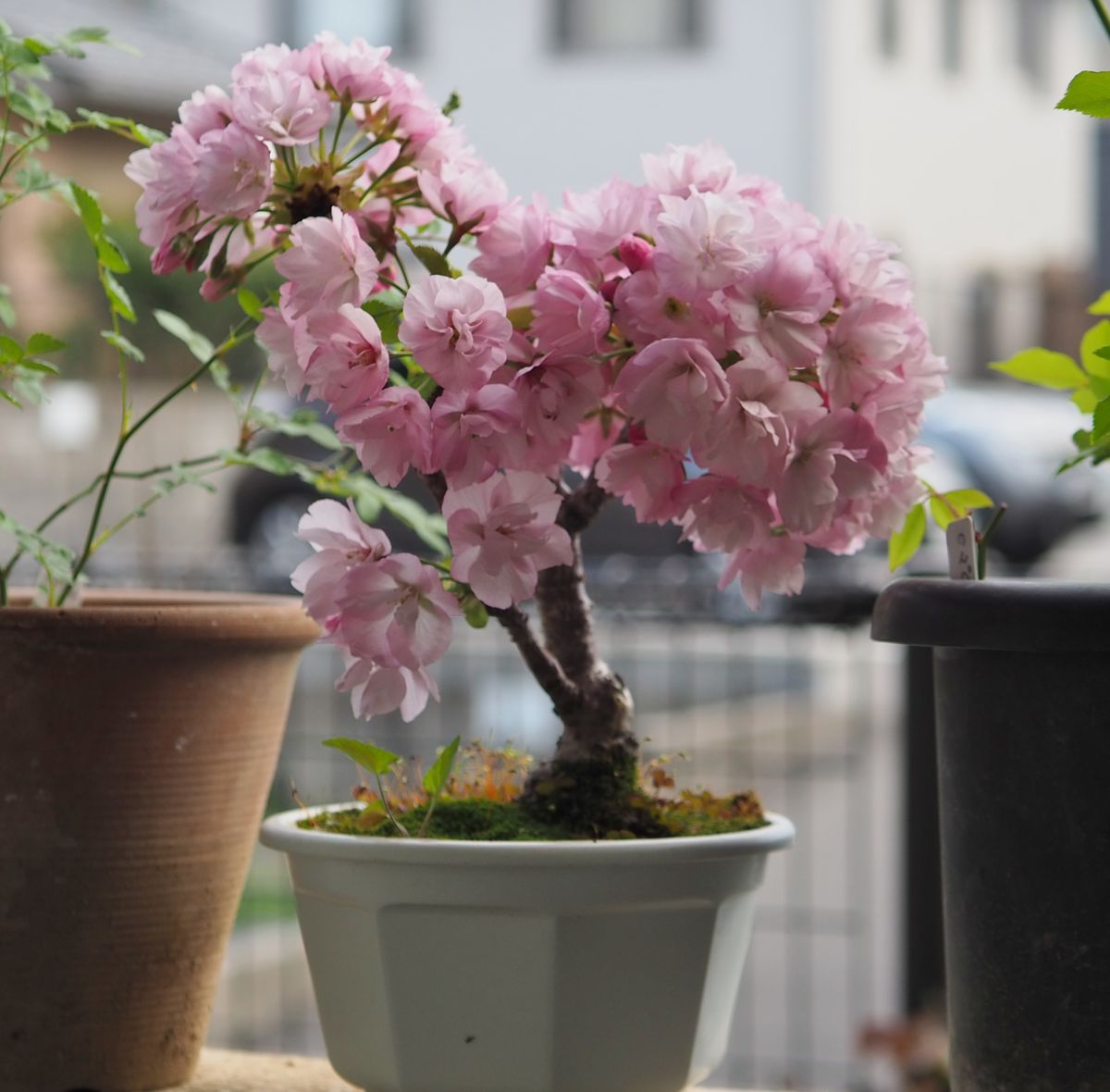 今日の花の詰め合わせ