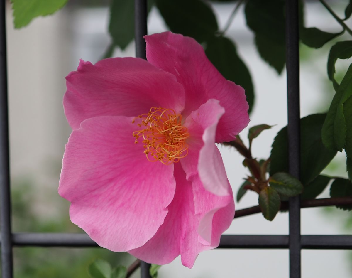 今日の花の詰め合わせ