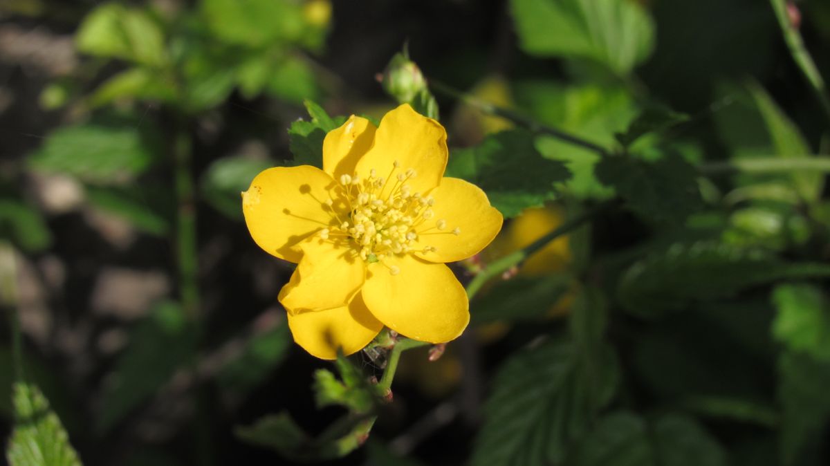 裏庭の花-ヤマブキ