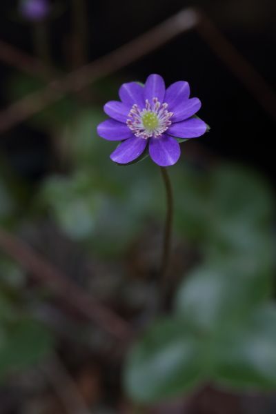 ミスミソウの花も終わりに近いねえ