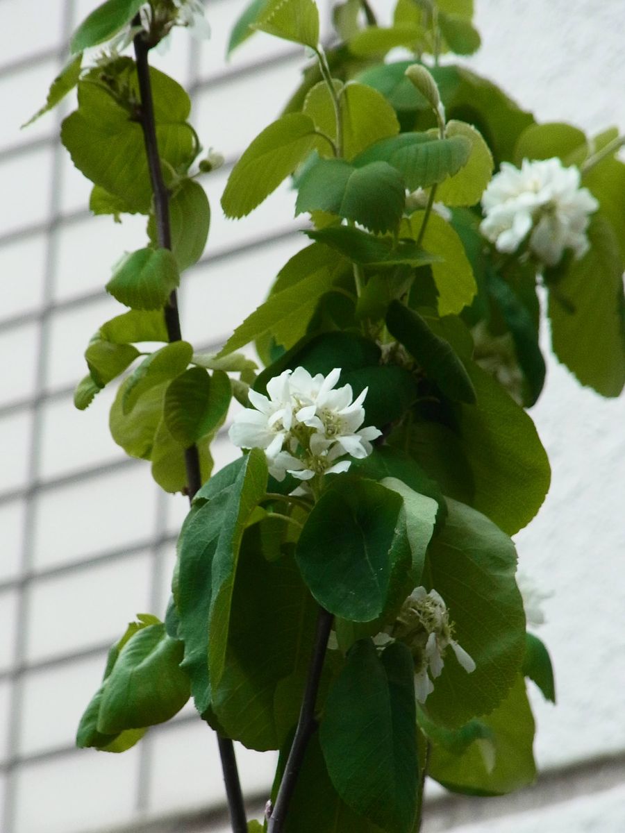 イメージを覆す春の花木