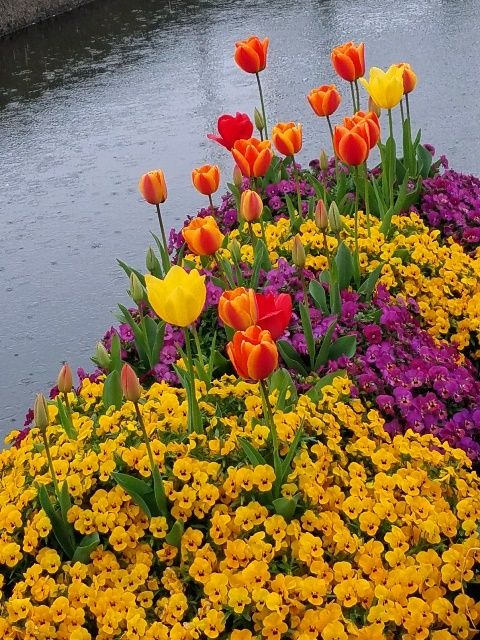 雨の中の水上花壇