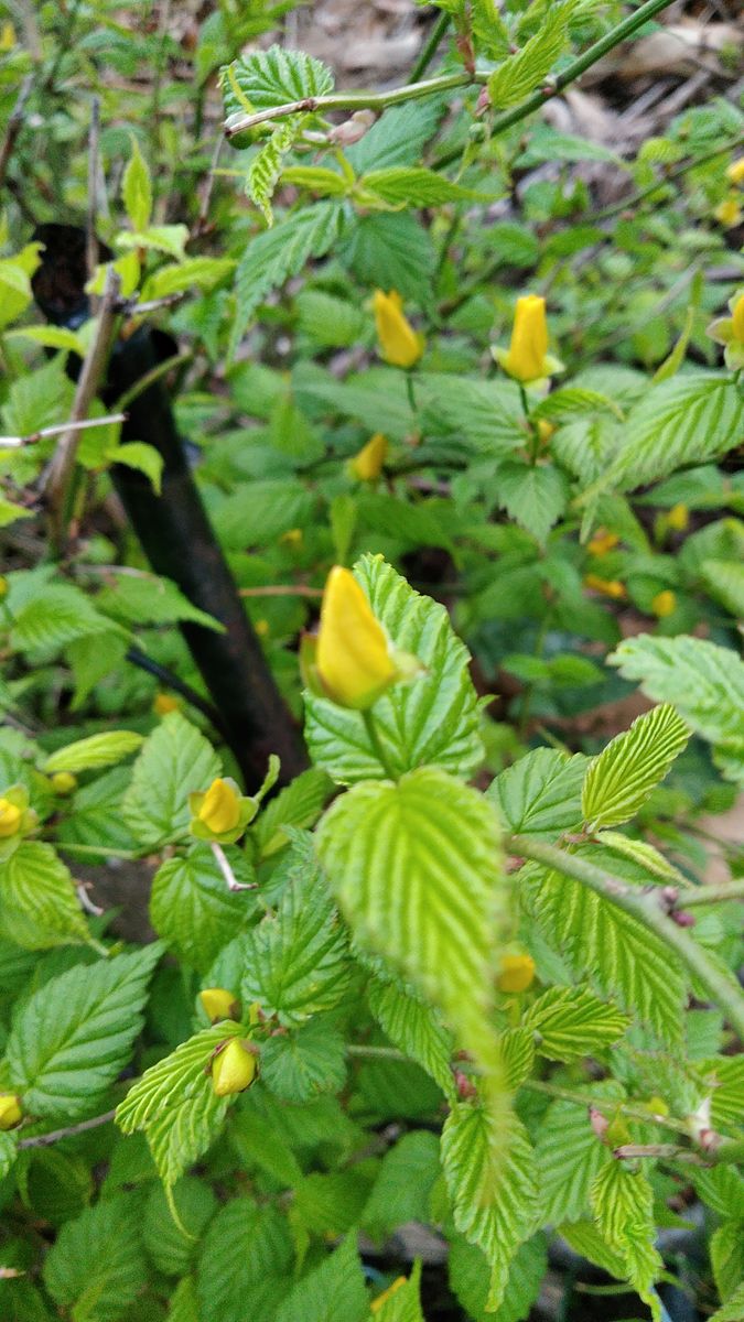 4月の庭の花①