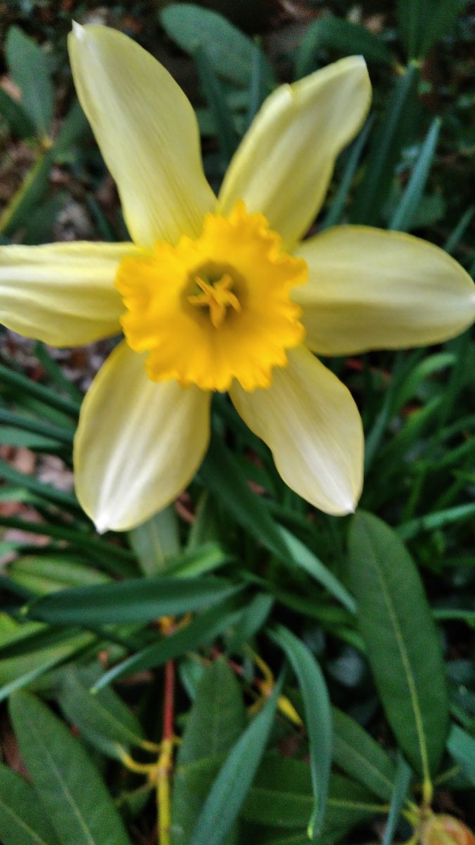 4月の庭の花①