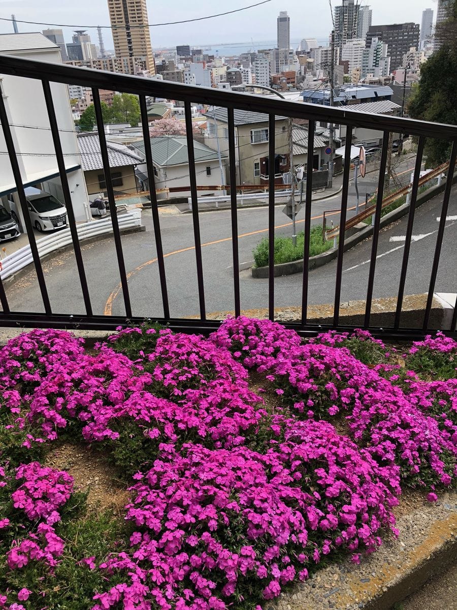 踏まれても、立ち上がれるか芝桜