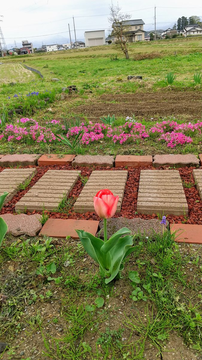 初めてのチューリップ🌷開花☺️