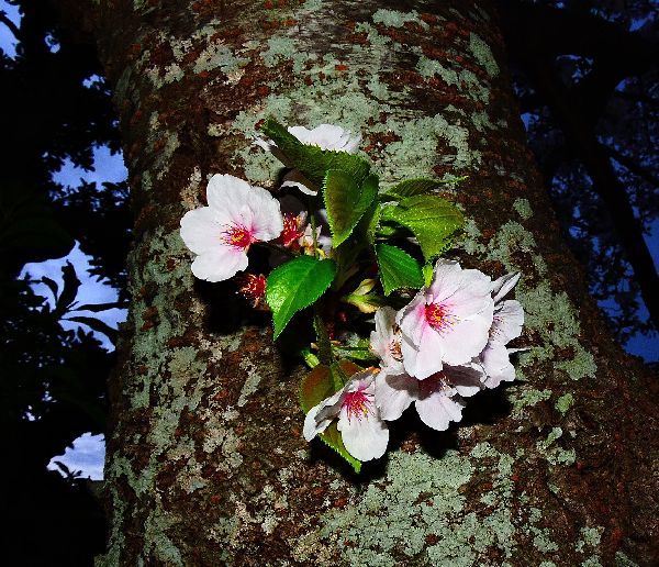 夜明けの葉桜