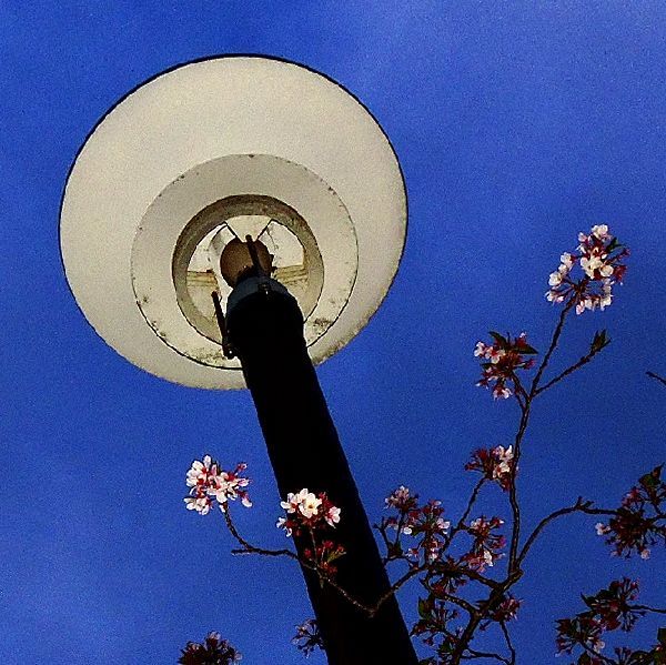 夜明けの葉桜